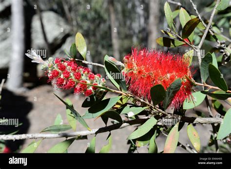 Lemon Bottlebrush Callistemon Citrinus Wollemi National Park New