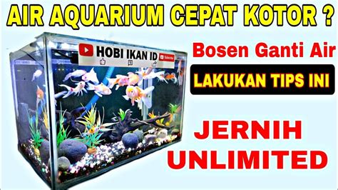 Air Aquarium Cepat Kotor Ini Solusinya Biar Air Aquarium Tetap Jernih