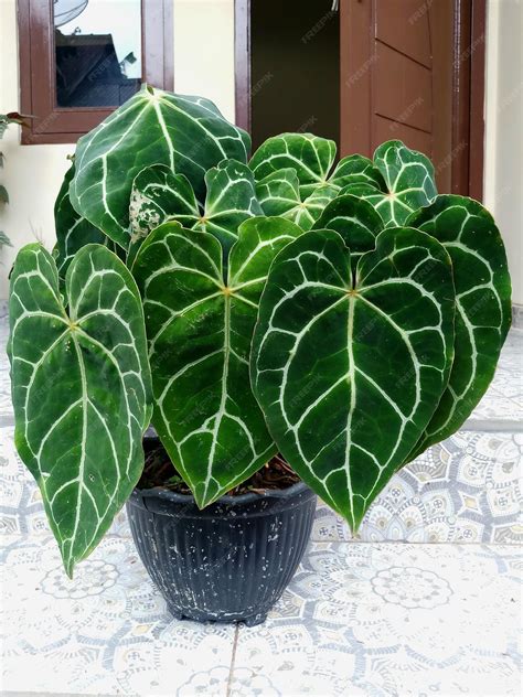 Premium Photo | Ornamental plant Anthurium Crystallinum, which has wide
