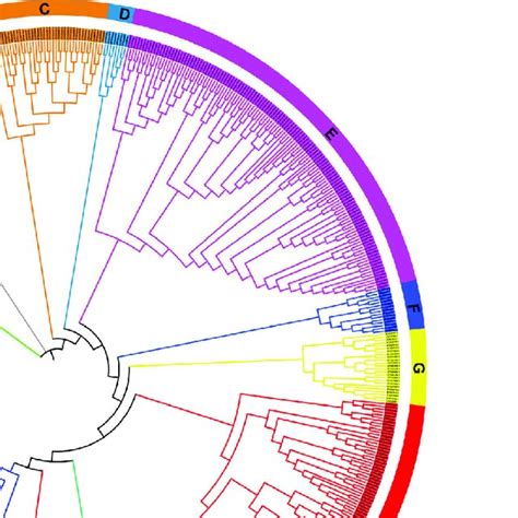 Phylogenic Analysis Of F Box Proteins In Arabidopsis F Box Proteins