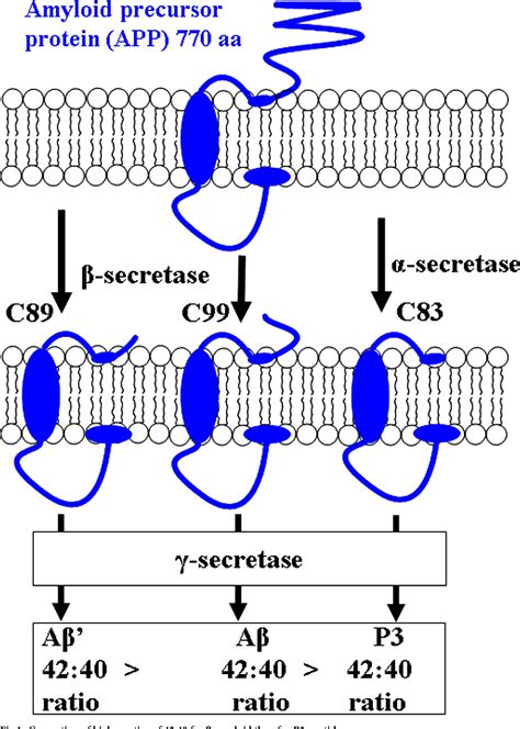 Figure 1 From Design And Synthesis Of Multi Functional Small Molecule