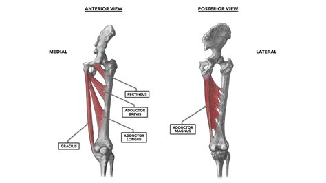 Hip Muscles Diagram The Muscles Of The Hip And Thigh Keep Your Hip