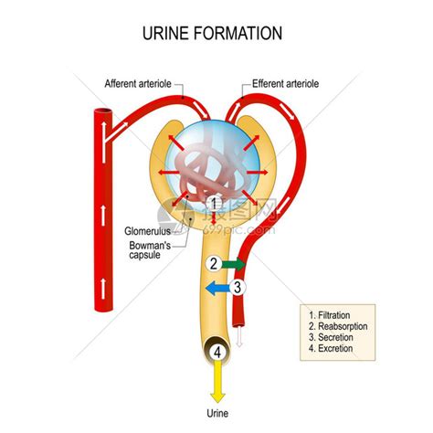肾单位的结构插画图片下载 正版图片402362138 摄图网