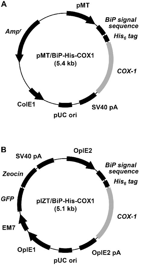 A Schematic Representation Of Expression Plasmids A Download