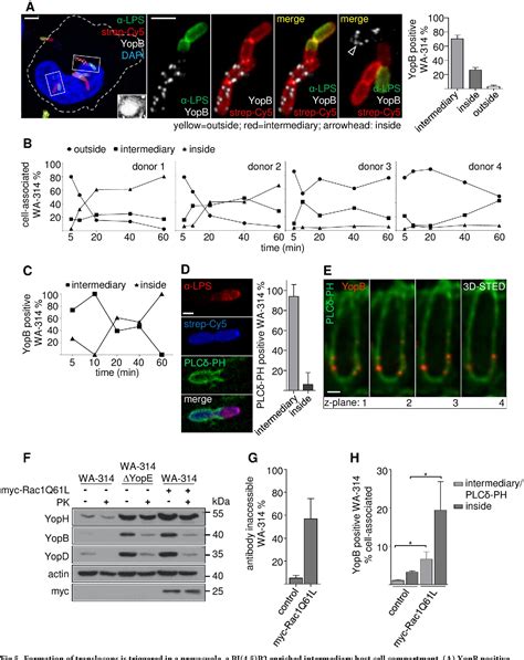 Table From Visualization Of Translocons In Yersinia Type Iii Protein