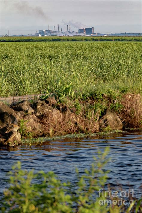 Sugar Cane Farming Photograph By Jim Westscience Photo Library