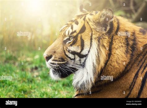 A Beautiful Tiger During The Sunset From The Side Stock Photo Alamy