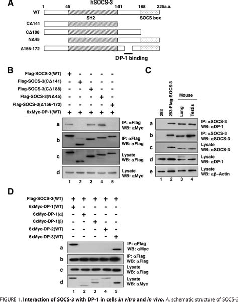 Figure 1 from SOCS-3 Inhibits E2F/DP-1 Transcriptional Activity and ... 