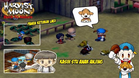 Kasih Stu Anak Anjing Tahun Kedua Harvest Moon Back To Nature