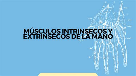 MÚSCULOS INTRINSECOS Y EXTRINSECOS DE LA MANO pdf