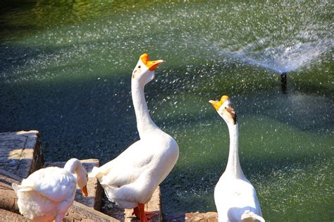 Domestic Swan Geese Birds Free Photo On Pixabay Pixabay