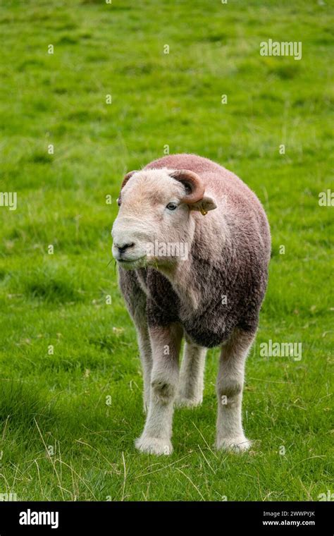 Herdwick Tup Ram Sheep Lake District Cumbria UK Stock Photo Alamy