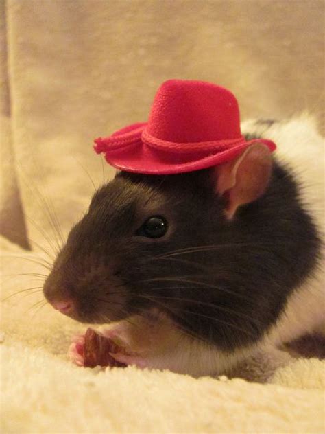 Pin On Rats Love Hats