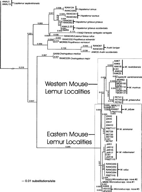 Maximum Likelihood Phylogram Derived From The S Rrna Sequence Data