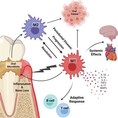 Frontiers Innate Phagocyte Polarization In The Oral Cavity