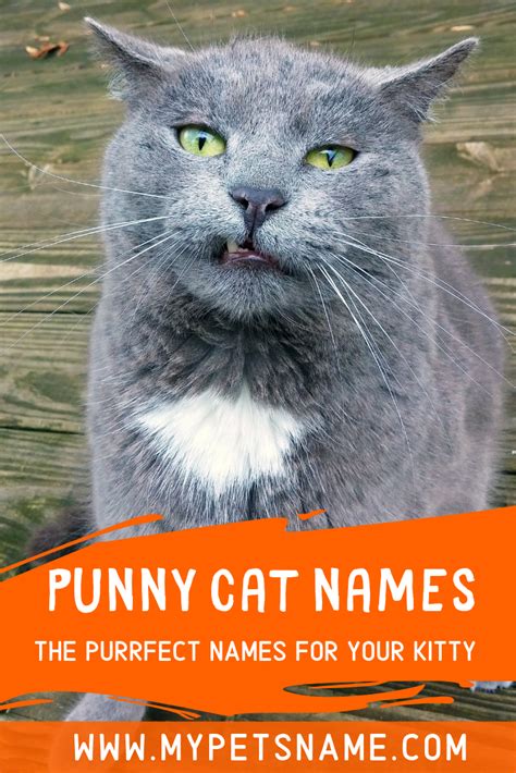 Cat Puns Names | Cat puns, Cat pun names, Funny cat names