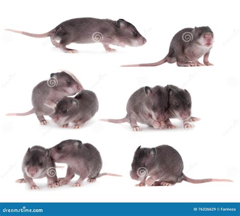 Gambian Pouched Rat Set 3 Week Old On White Stock Image Image Of