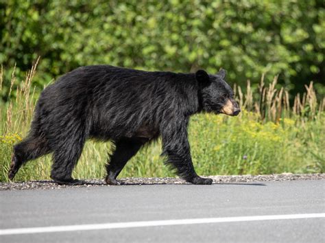 Its Bear Season In Ma Heres What To Know Framingham Ma Patch