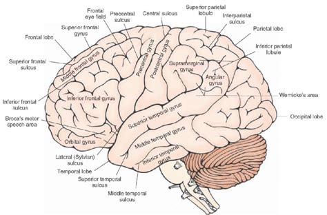 Parietal Lobe Diagram