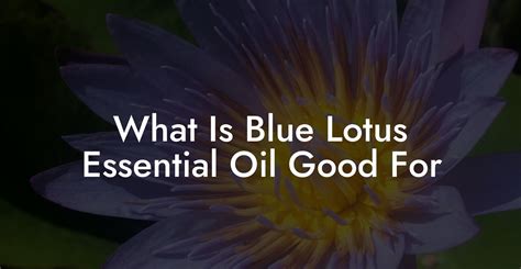 How To Use Blue Lotus Oil Pure Blue Lotus Oil