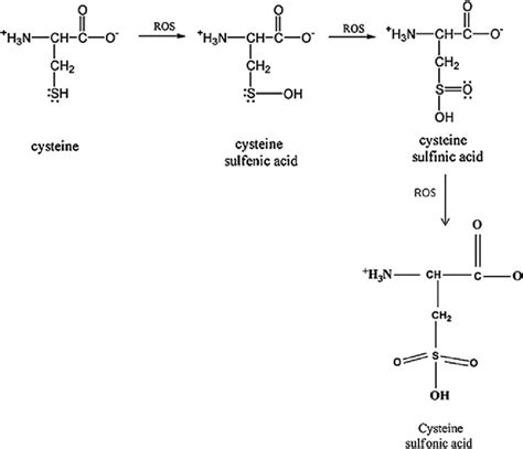 Cysteine Oxidation