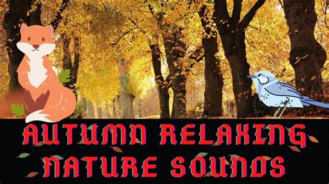 Autumn Relaxing Nature Sounds Birds Singing In Forest Autumn