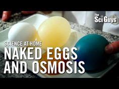 25 Osmosis Ideas Osmosis Homeschool Science Teaching Biology