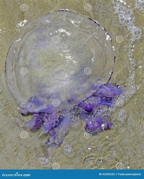 Jellyfish With Stinging Tentacles On The Beach 5 Stock Image Image Of