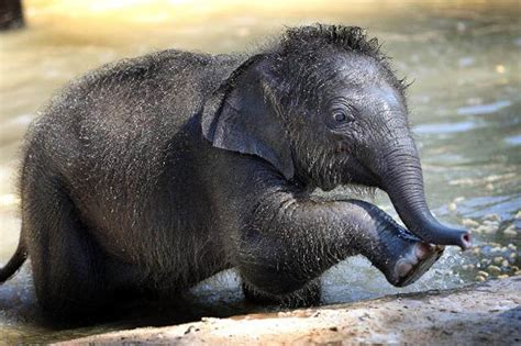 The 35 Cutest Baby Elephants You Will See Today » TwistedSifter