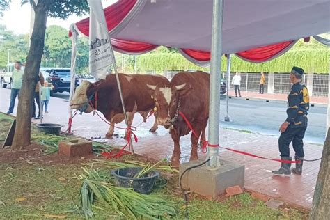 Foto Saat Sapi Sapi Kurban Mengamuk Dan Kabur