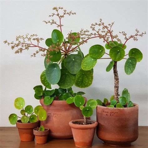 Pilea Peperomioides Grow Guide Plantmaid