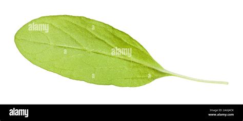 El Reverso De La Hoja Fresca De La Mejorana Origanum Majorana Planta