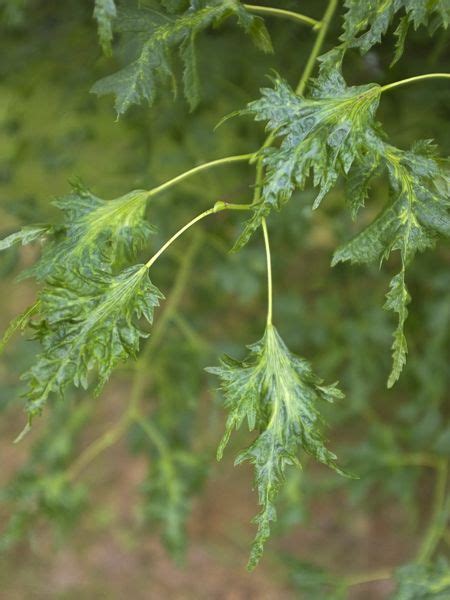 Tilleul Grandes Feuilles Tilleul De Hollande Laciniata Tilia