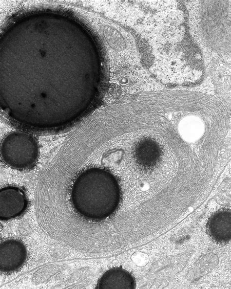 Smooth Endoplasmic Reticulum Electron Micrograph