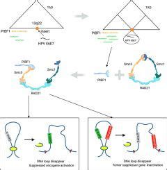 Pibf Regulates Multiple Gene Expression Via Impeding Long Range