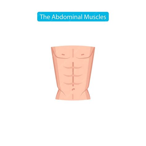 Premium Vector The Abdominal Muscles Fit Icon Perfect Abdominal