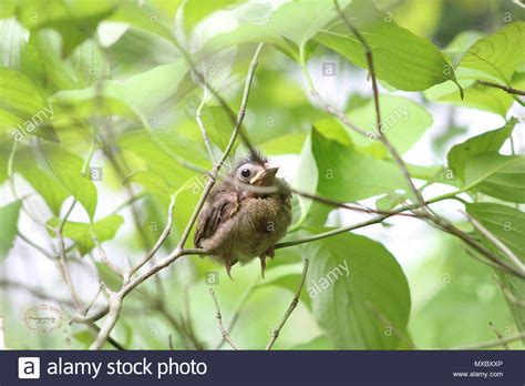 Cardinal Bird Nest High Resolution Stock Photography and Images - Alamy