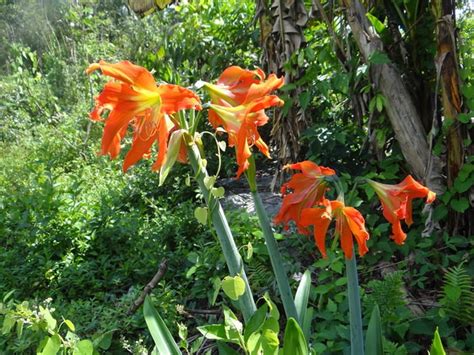 Canan Ia Protege Esp Cies De Plantas Amea Adas De Extin O Metr Poles