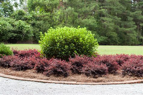 Crimson Fire Loropetalum