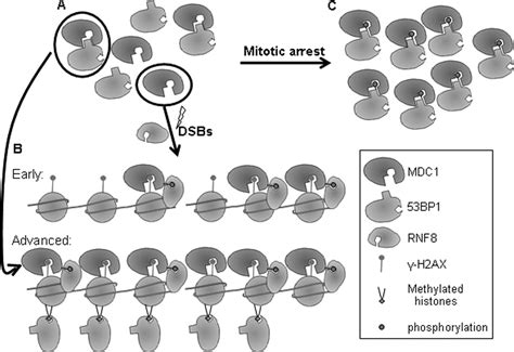 The Direct Interaction Between 53BP1 And MDC1 Is Required For The