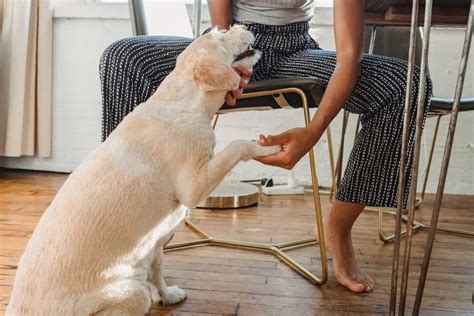 Comment Apprendre Son Chien Donner La Patte Animauxfun