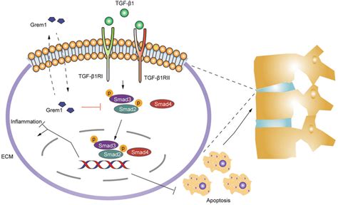 The mechanism by which Grem1 regulates the TGF β1 Smad2 3 signaling