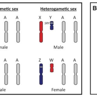 1 Mammalian And Avian Sex Chromosomes Chue And Smith 2011 A