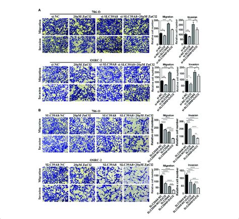 SLC39A8 Zinc Inhibits The Invasion And Migration Of CcRCC Cells In