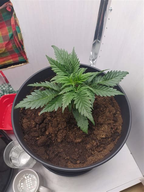 Royal Queen Seeds Green Gelato Automatic Grow Diary Journal Week By