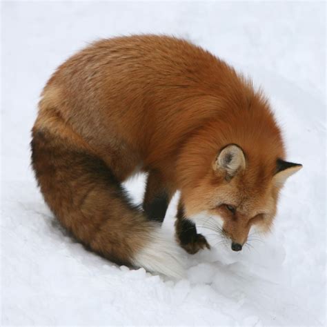 Red Fox In Snow « MyConfinedSpace