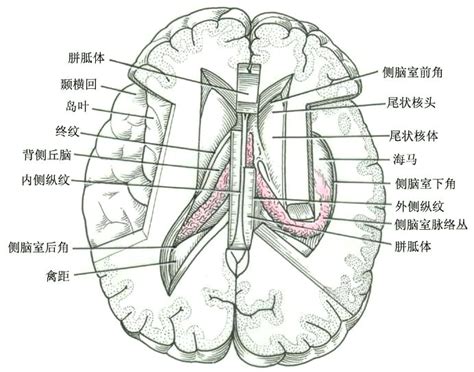 脑室和脑脊液循环 word文档在线阅读与下载 免费文档