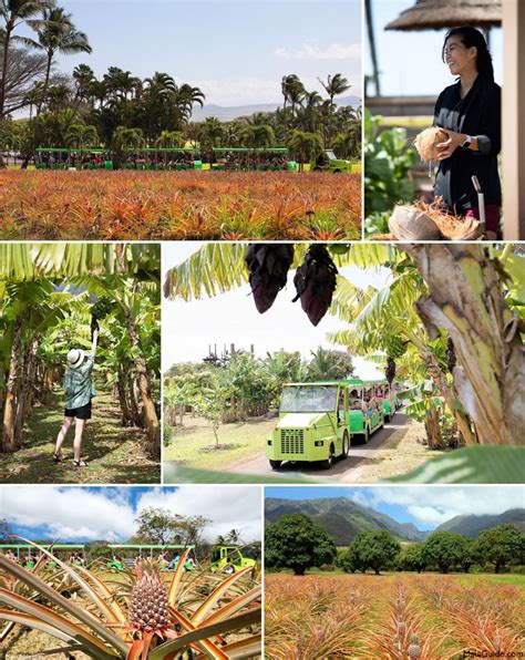 Maui Tropical Plantation | Waikapu, Central Maui