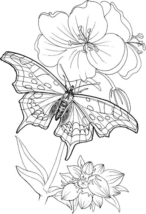 Beautiful Butterfly Coloring Pages 101 Coloring