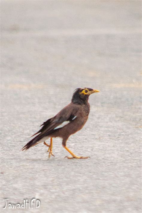 Common Myna From Hafizabad Punjab Pakistan On September 17 2023 At